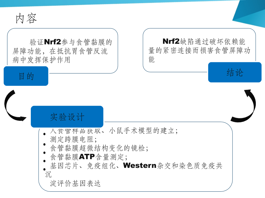 Nrf2缺陷损害小鼠食管黏膜的屏障功能.ppt_第2页