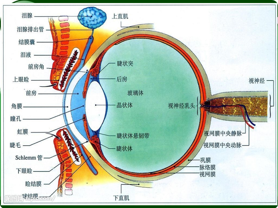 视网膜脱落护理ppt课件.ppt_第2页