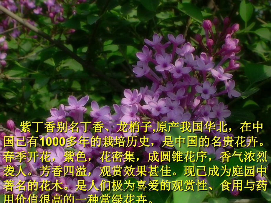 一株紫丁香.ppt_第2页