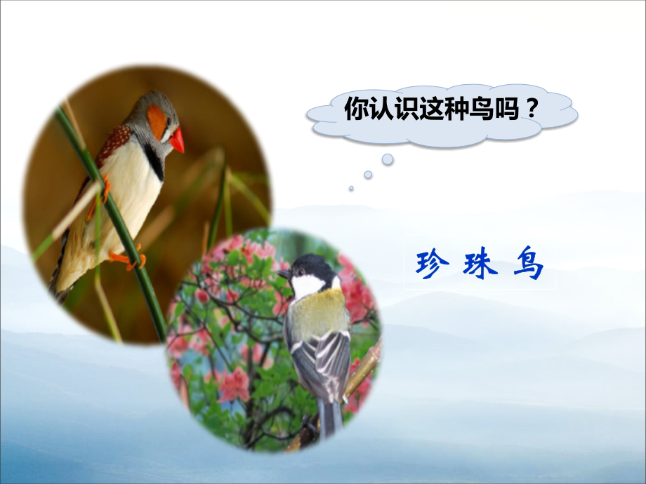 《珍珠鸟》PPT【优秀课件PPT】.pptx_第2页