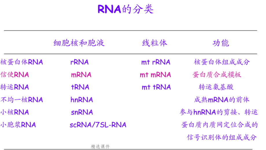 non-coding-RNA——现代分子生物学课程.ppt_第2页