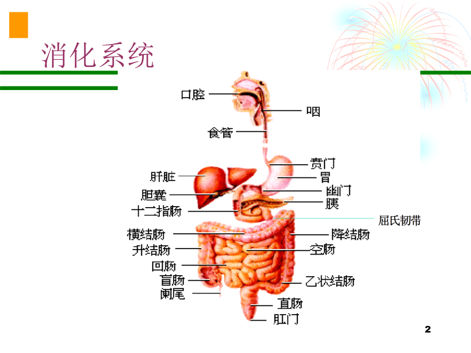 诊断学腹痛ppt课件.ppt_第2页