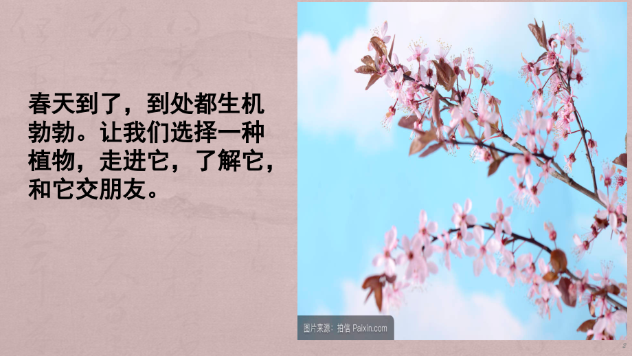 作文一我的植物朋友ppt课件.pptx_第2页