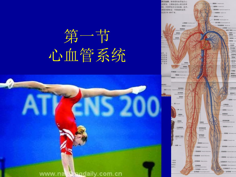 心血管系统PPT课件.ppt_第1页