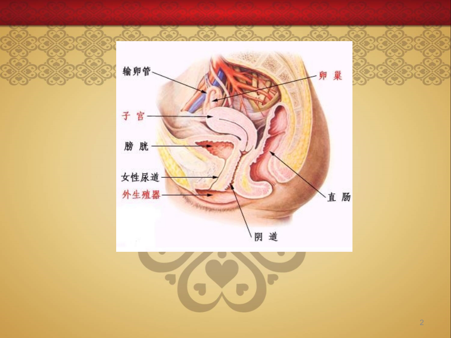 小学五六年级女生青春期生理健康教育ppt课件.ppt_第2页