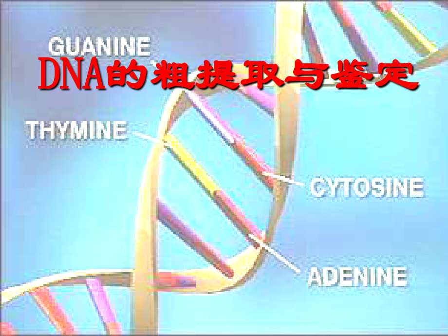 DNA粗提取与鉴定(用).ppt_第1页