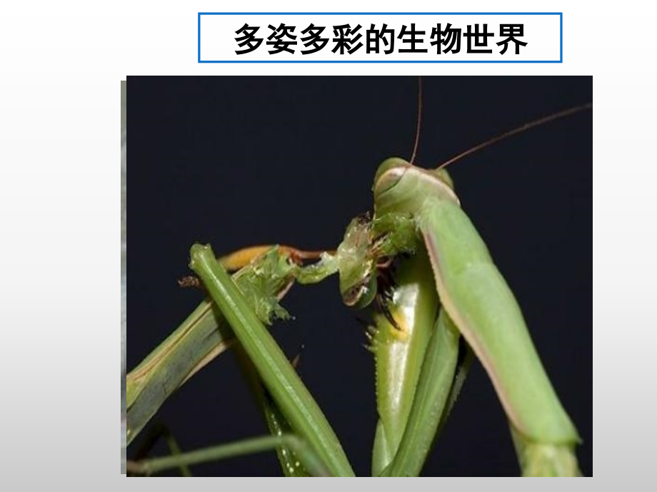 生物必修一第一章课件.ppt_第1页