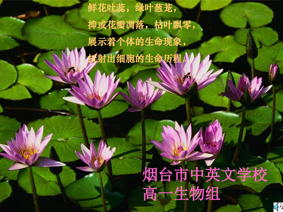 第六章细胞的生命历程复习.ppt_第2页