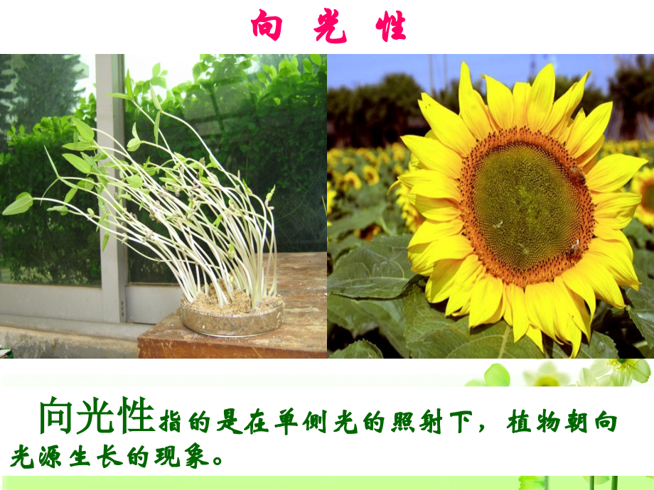 植物生长素的发现刘.ppt_第2页