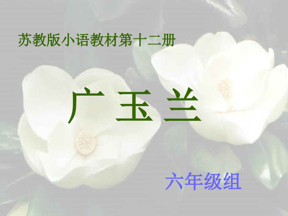 广玉兰(第二课时)教学课件.ppt_第1页