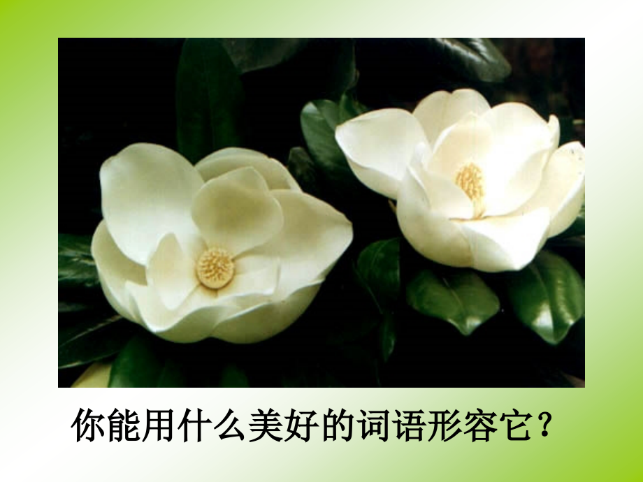 广玉兰(第二课时)教学课件.ppt_第2页