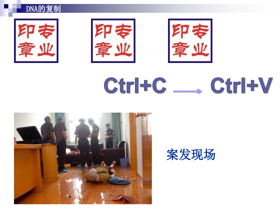 ＤＮＡ的复制课件.ppt_第2页