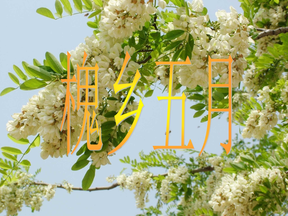 苏教版三下《槐乡五月》课件-副本.ppt_第1页