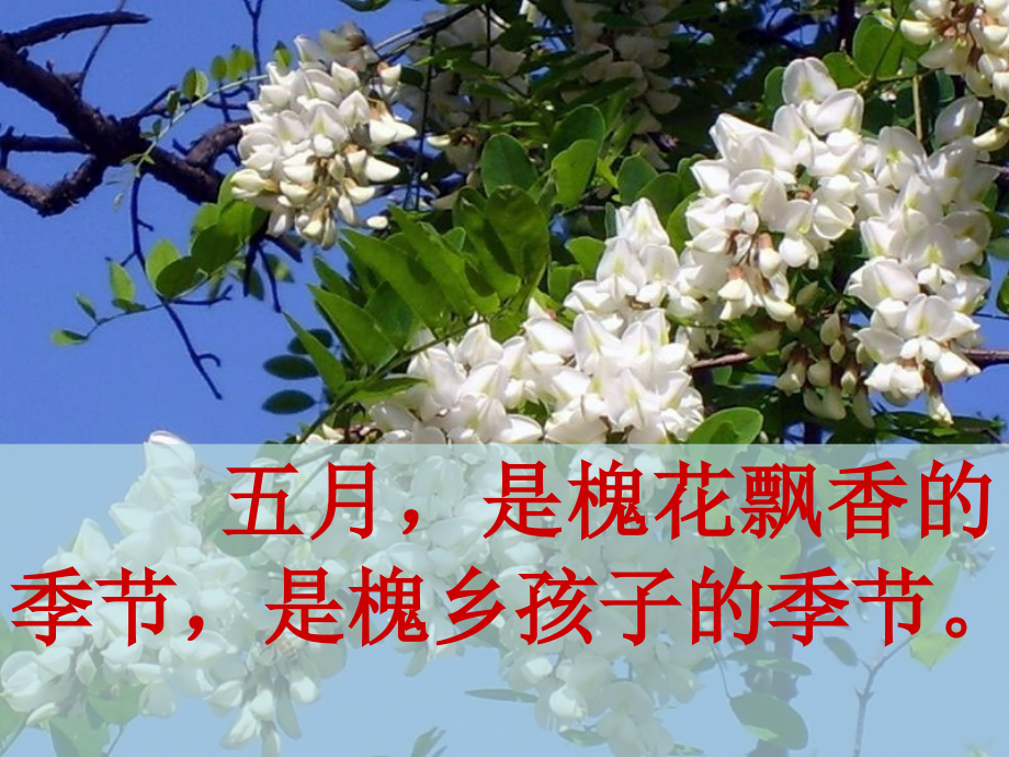 苏教版三下《槐乡五月》课件-副本.ppt_第2页