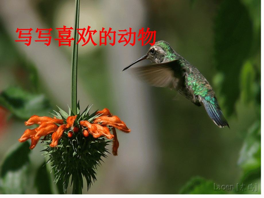 写写喜欢的动物.ppt_第2页