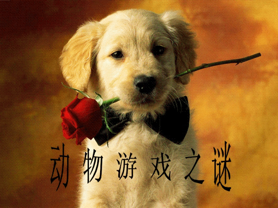 动物游戏之谜_.ppt_第1页