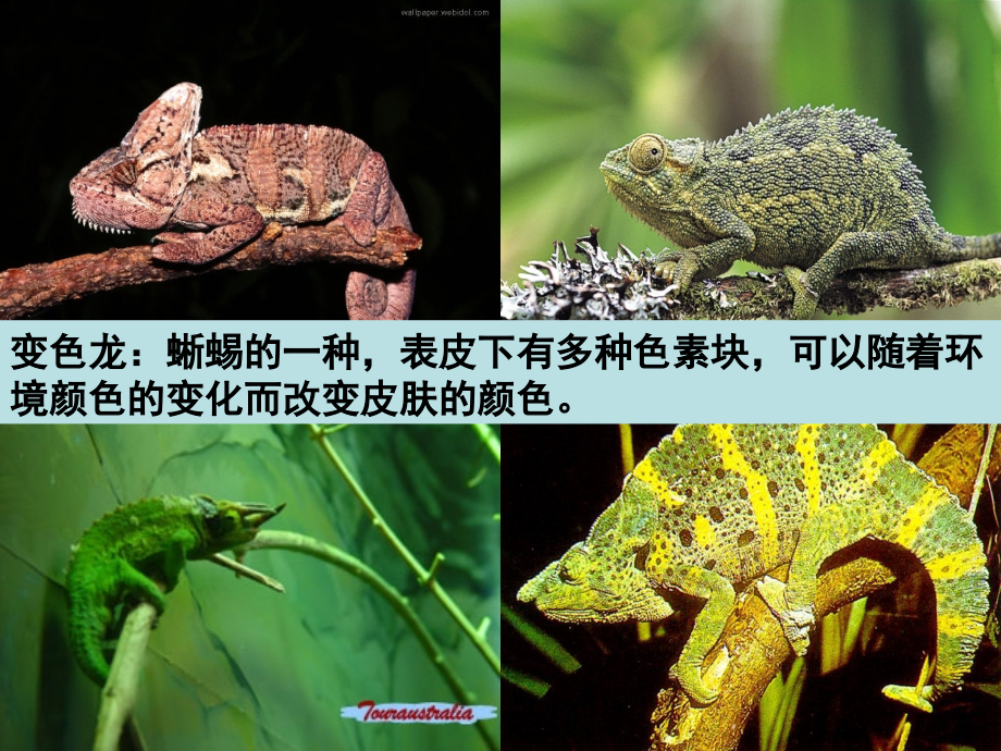 《变色龙》精致课件.ppt_第1页