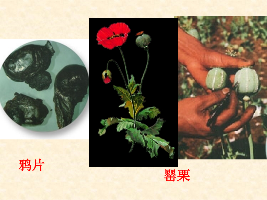 《虎门销烟》第一课时.ppt_第2页