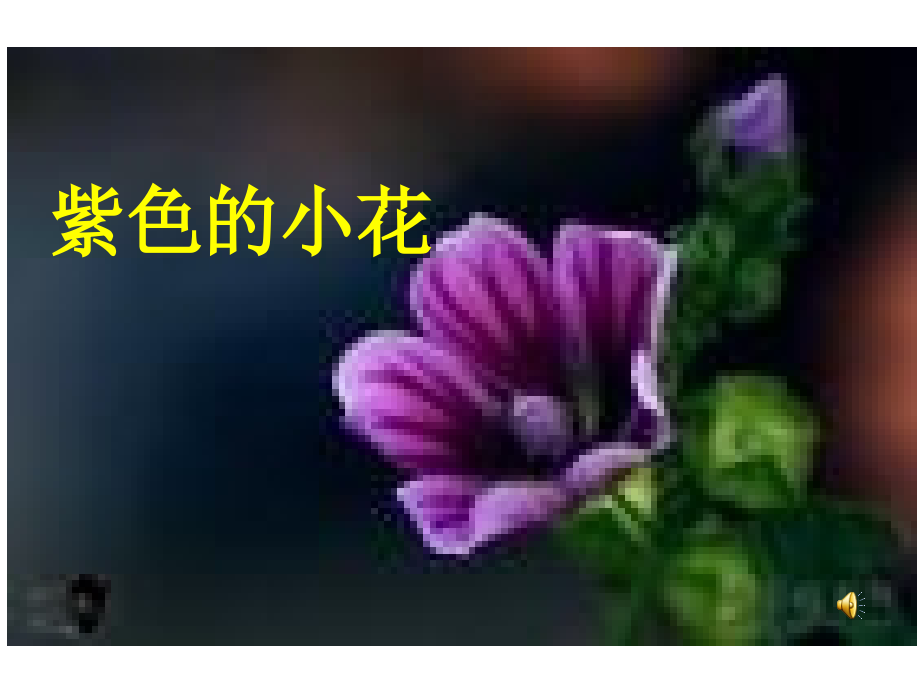 《紫色的小花》.ppt_第1页