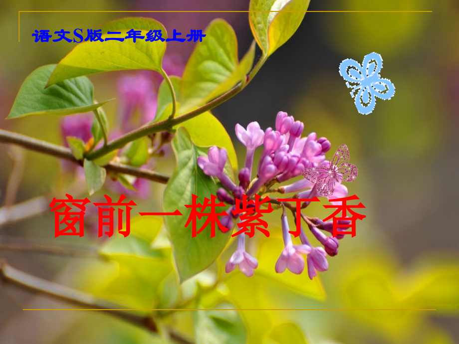 《窗前一株紫丁香》课件（语文S版二年级语文上册课件）.ppt_第1页
