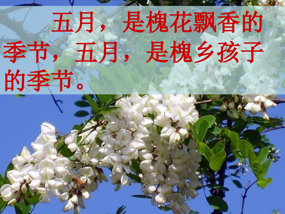 《槐乡五月》课件.ppt_第2页