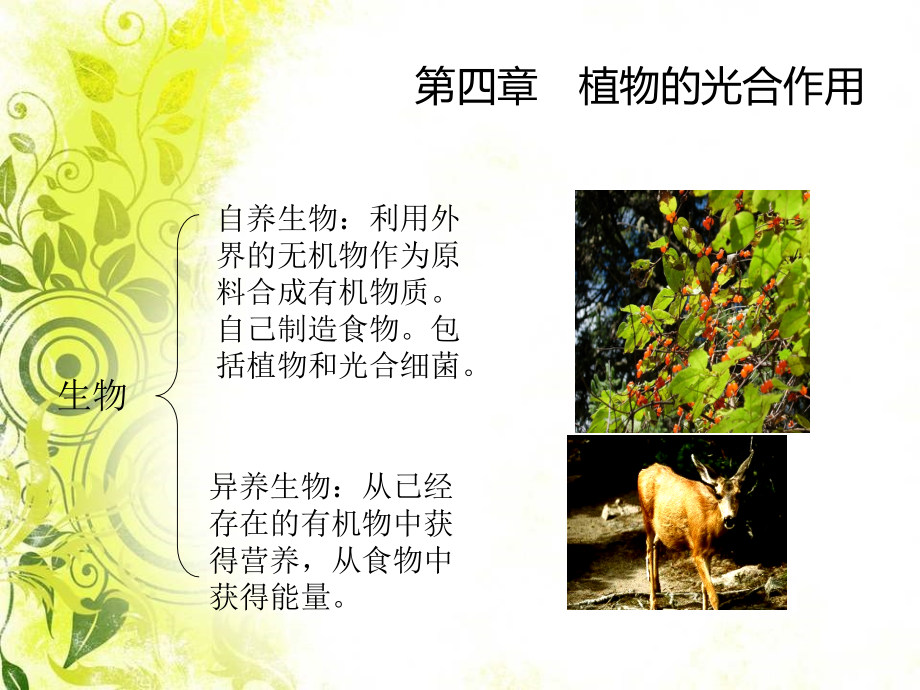 光与光合作用.ppt_第2页