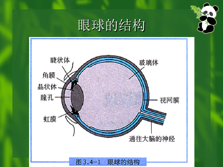 爱护眼睛_预防近视.ppt_第2页