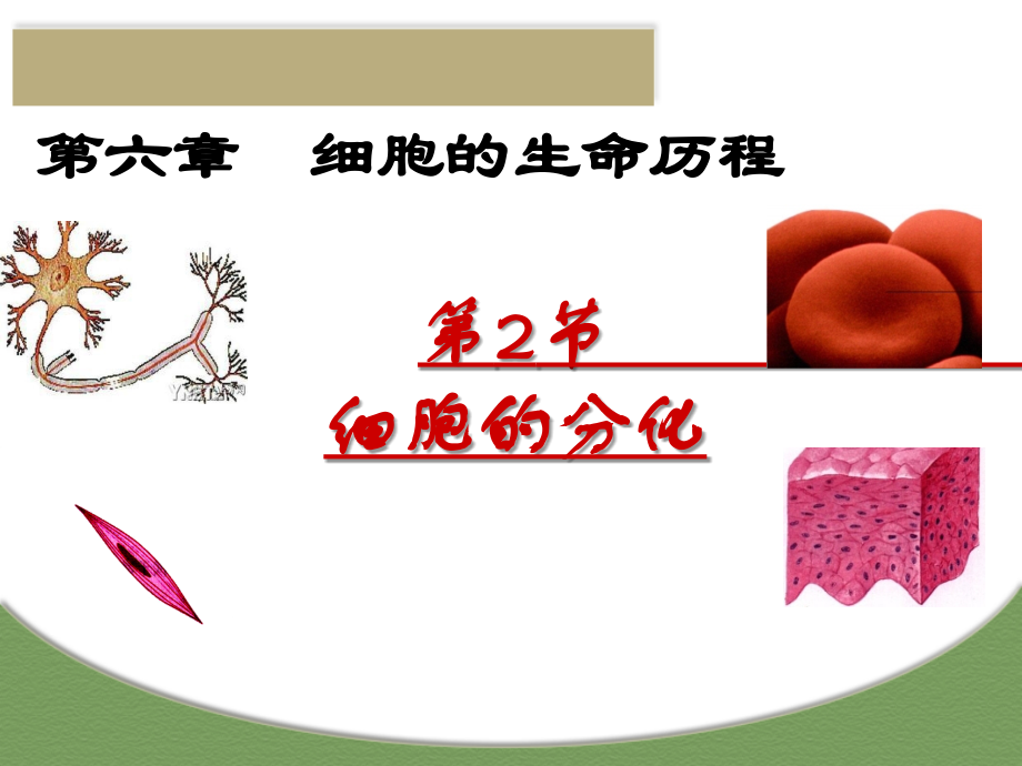 细胞的分化_课件.ppt_第1页