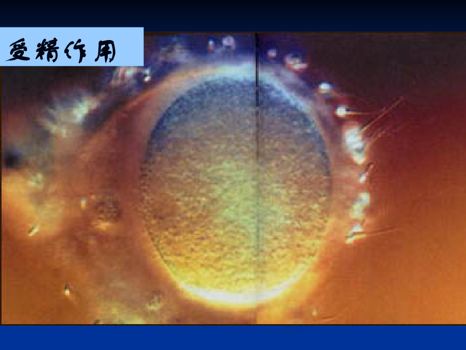 细胞的分化_课件.ppt_第2页