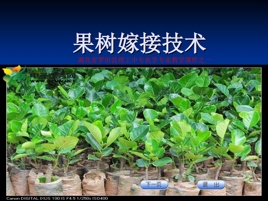 果树嫁接技术.ppt_第1页