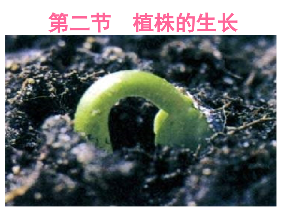 人教版七上《植株的生长》课件.ppt_第1页