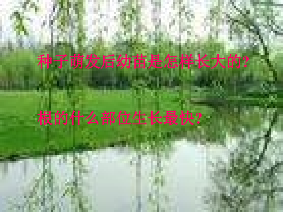 人教版七上《植株的生长》课件.ppt_第2页