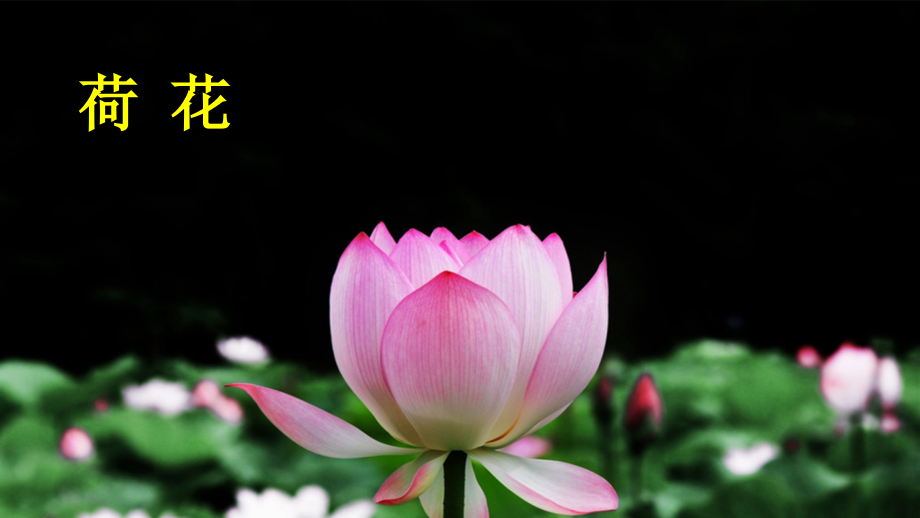 十五花儿为什么这样红.ppt_第1页