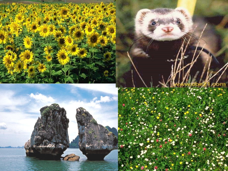 做环保小卫士.ppt_第2页