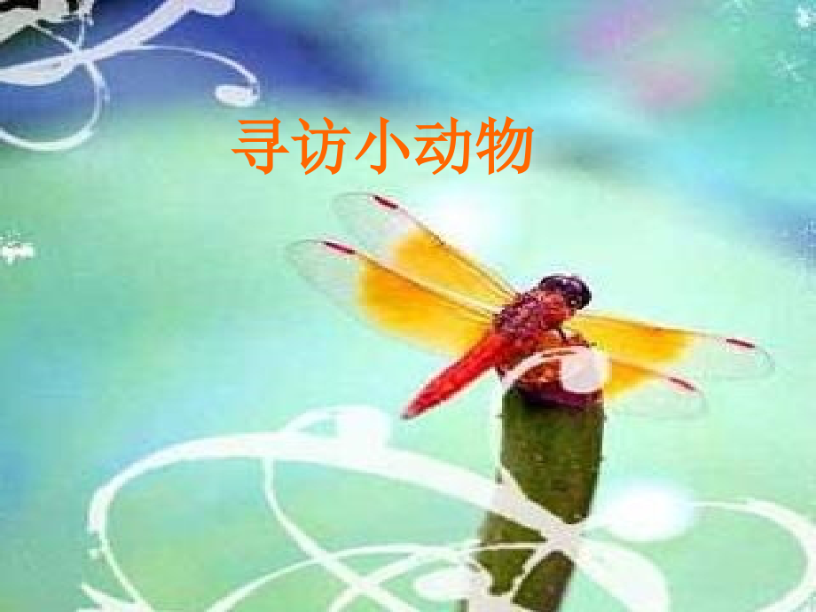 教科版科学三上《寻访小动物》.ppt_第1页