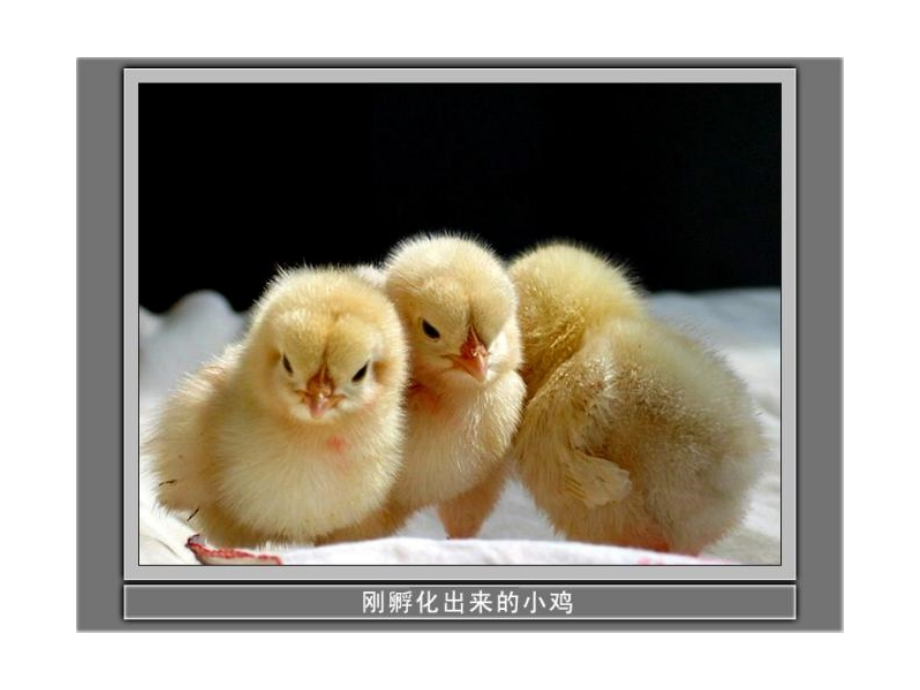 教科版科学三上《寻访小动物》.ppt_第2页