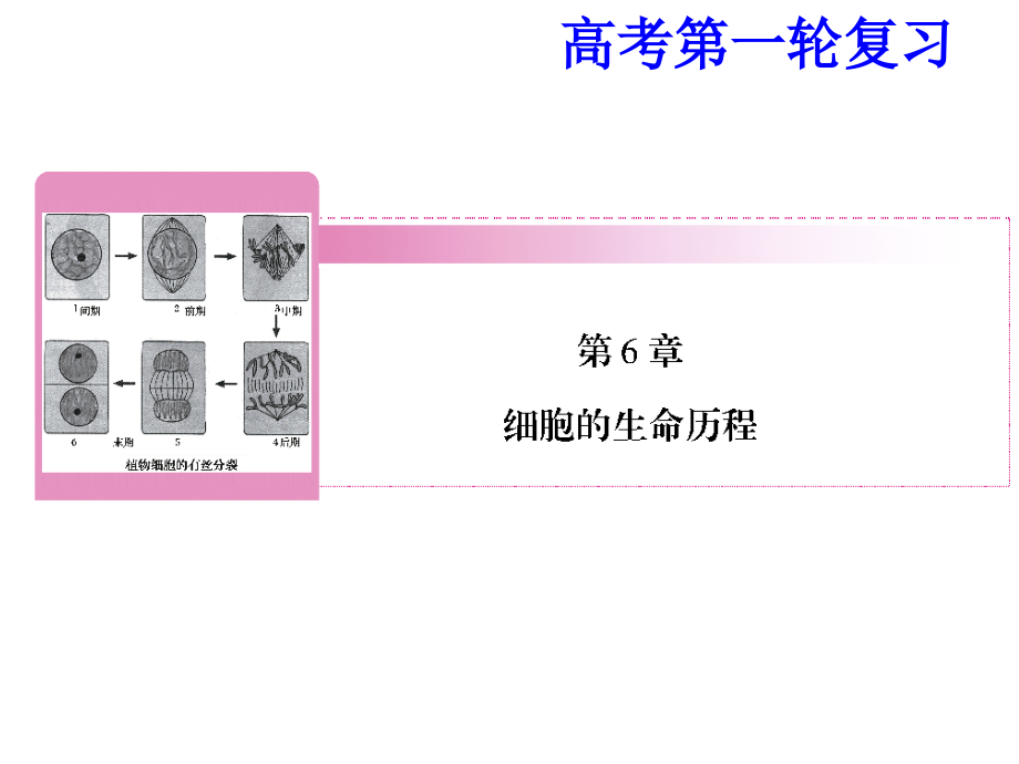 细胞增殖一轮复习.ppt_第1页