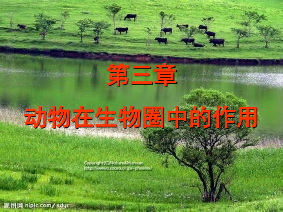 动物在生物圈中的作用--课件.ppt_第1页