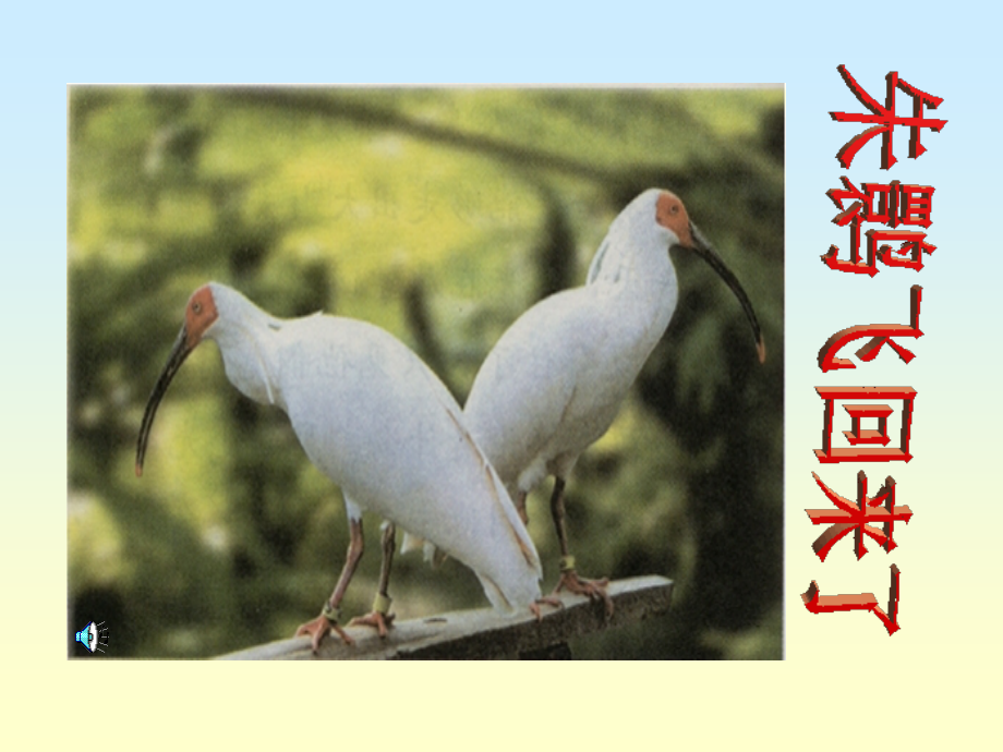 朱鹮飞回来而来.ppt_第1页