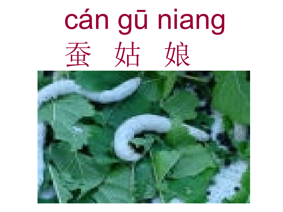《蚕姑娘》ppt课件.ppt_第1页