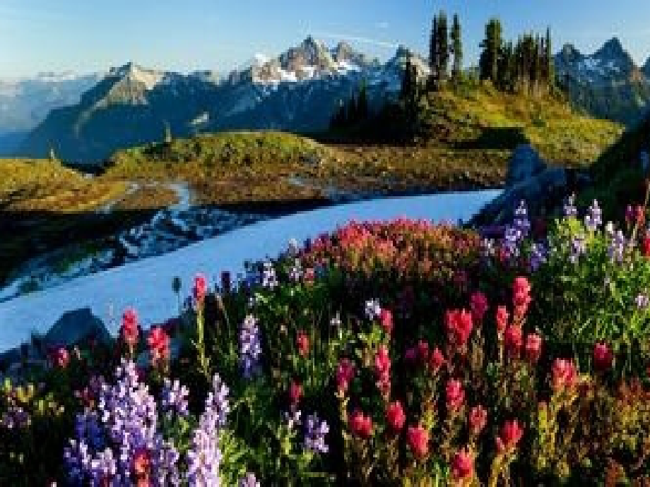 春天的景色.ppt_第1页