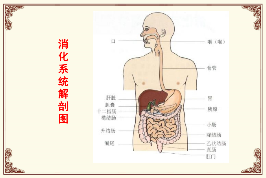 消化道用药PPT课件.ppt_第2页