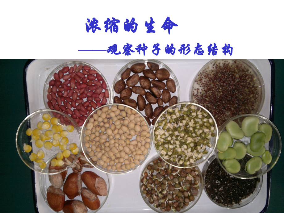观察种子的形态结构.ppt_第1页