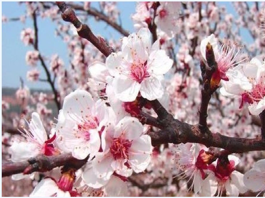 (部编)人教语文一年级下册春天的色彩.pptx_第2页