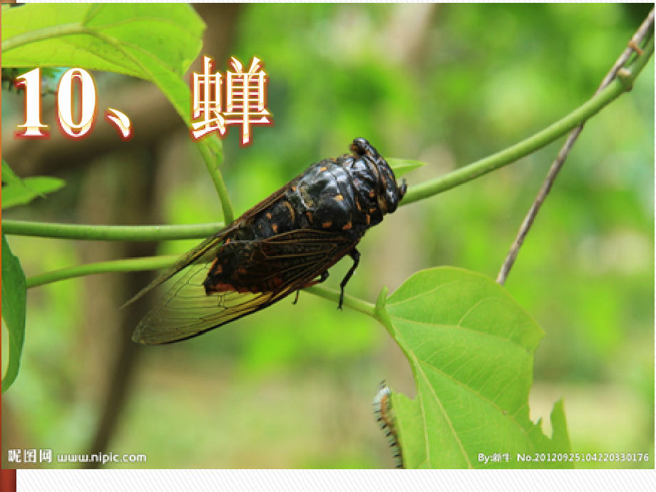 鄂教版语文四上蝉.ppt_第2页