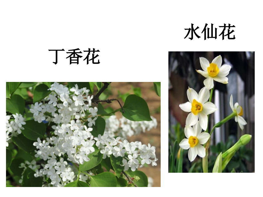 《植物之间的“爱”和“恨”》之冤家.ppt_第2页