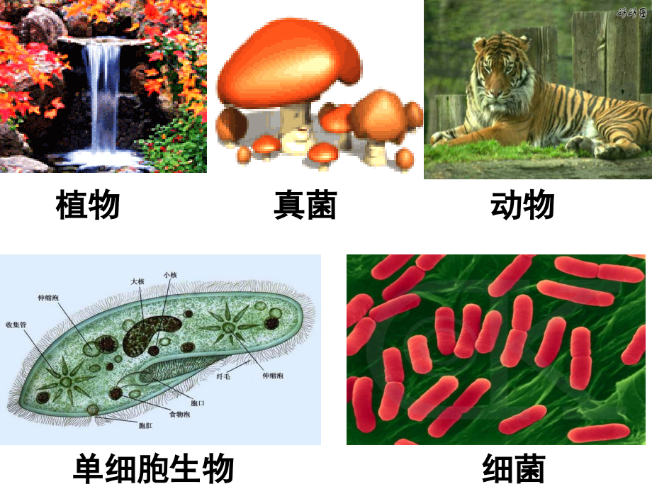第一节--细胞中的化合物.ppt_第1页