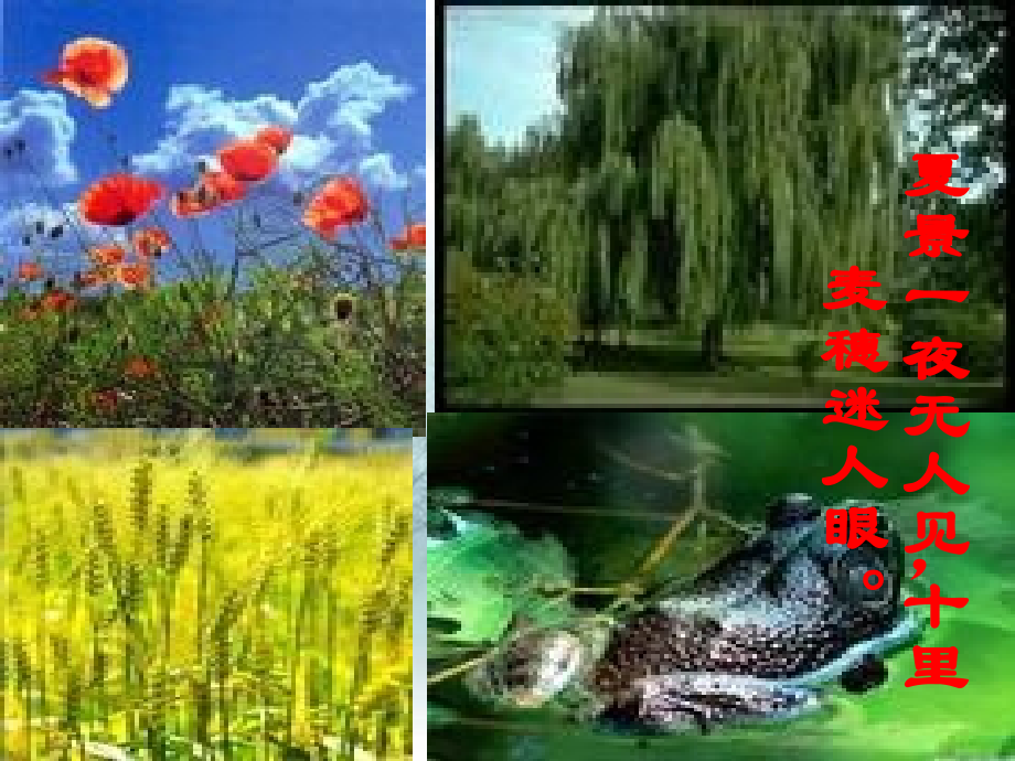最大的麦穗(课件).ppt_第2页