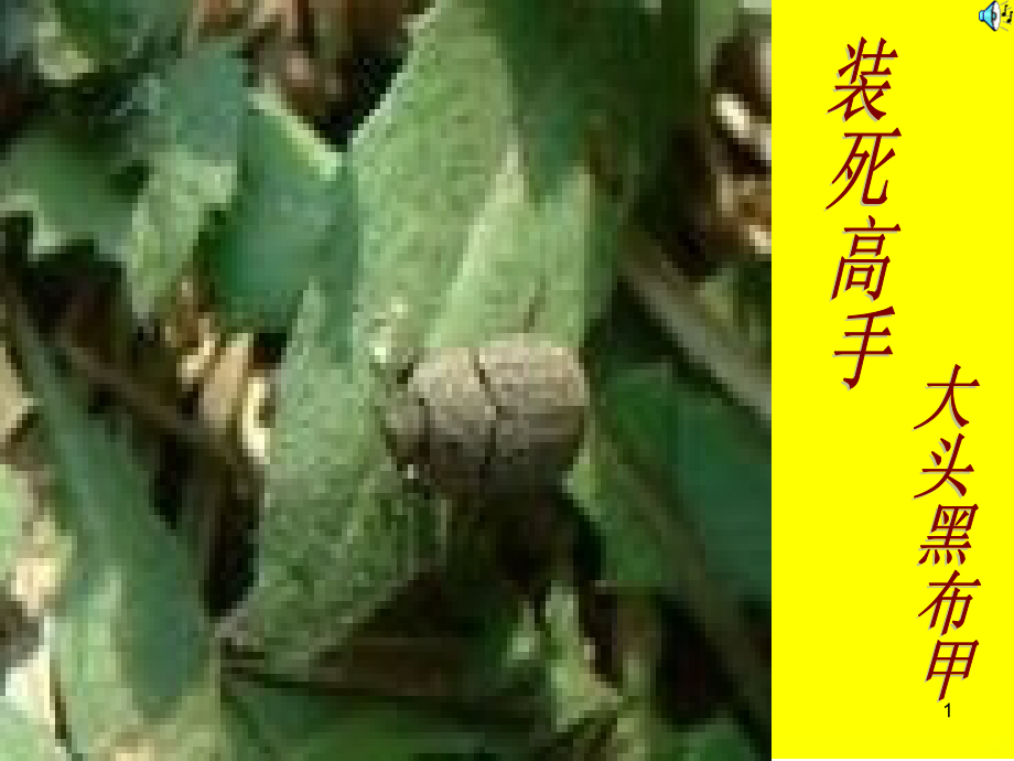 “装死高手”大头黑步甲PPT课件.ppt_第1页