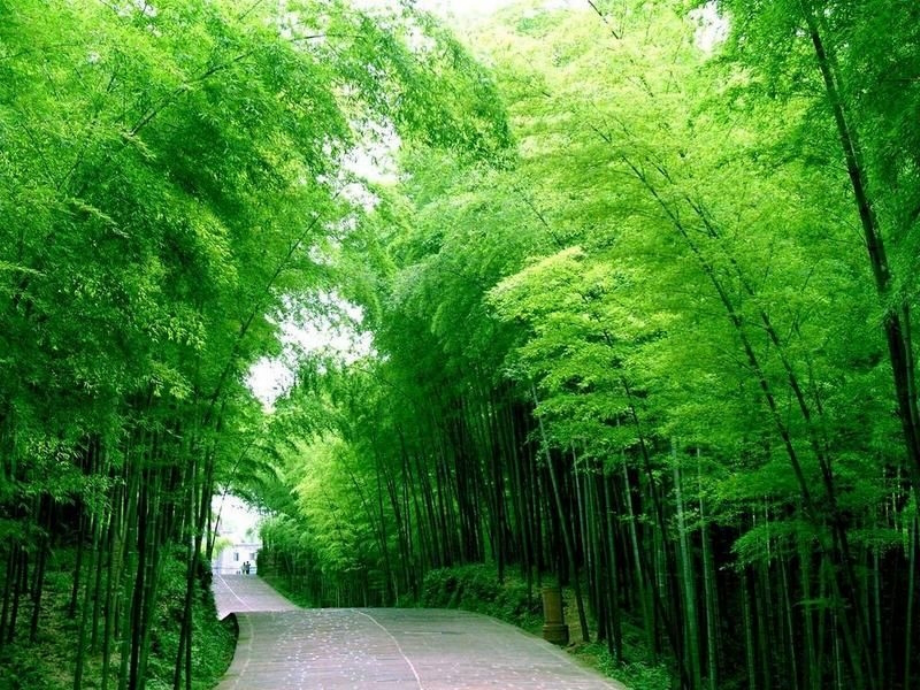 小学语文一年级课件-竹乡之歌-北师大版.ppt_第2页